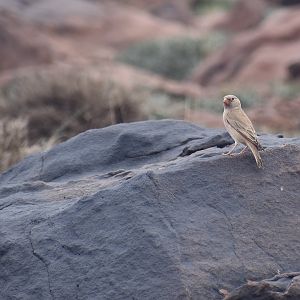 Trumpeter finch - (Vallée de l'Oukaïmeden)