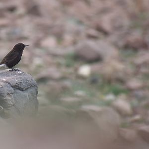 Black wheatear - (Vallée de l'Oukaïmeden)