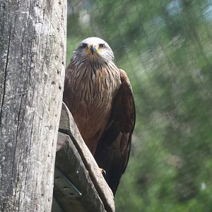 Common black kite (Milvus migrans migrans), 2022-06-12