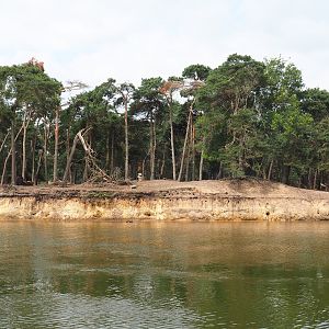 Domestic yak exhibit next to safari boat canal, 2022-06-12