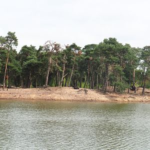 Domestic yak exhibit next to the safari boat canal, 2022-06-12