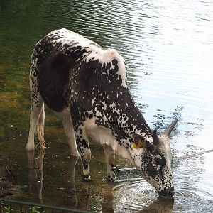 Dwarf zebu (Bos taurus indicus), 2022-06-12