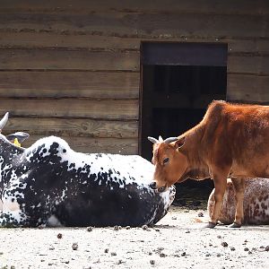 Dwarf zebus (Bos taurus indicus), 2022-06-12