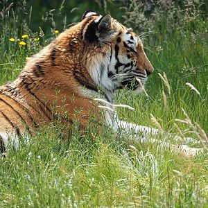 Amur tiger (Panthera tigris altaica), 2022-06-12