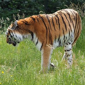 Amur tiger (Panthera tigris altaica), 2022-06-12