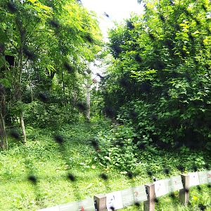 Mixed African aviary, 2022-06-12