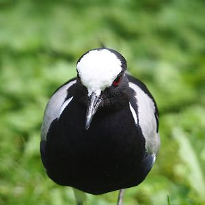 Blacksmith plover (Vanellus armatus), 2022-06-12