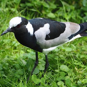 Blacksmith plover (Vanellus armatus), 2022-06-12
