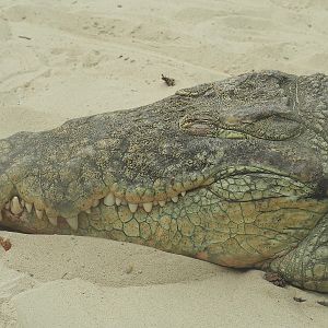 South African Nile crocodile (Crocodylus niloticus cowiei), 2022-06-12