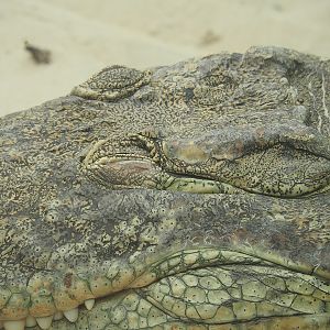 South African Nile crocodile (Crocodylus niloticus cowiei), 2022-06-12