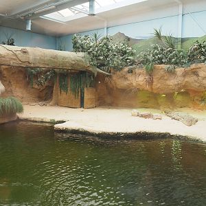 Nile crocodile exhibit, 2022-06-12