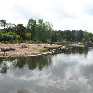 Hippopotamus, Nile lechwe and Marabou exhibit, 2022-06-12