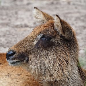 Nile lechwe (Kobus megaceros), 2022-06-12