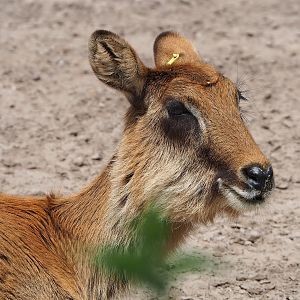 Nile lechwe (Kobus megaceros), 2022-06-12