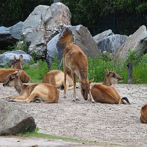 Nile lechwes (Kobus megaceros), 2022-06-12