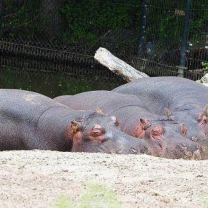 Hippopotamuses (Hippopotamus amphibius), 2022-06-12