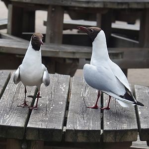 Wild Black-headed gulls (Chroicocephalus ridibundus), 2022-06-12