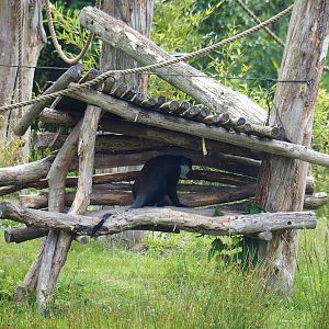 L'Hoëst's monkey island shelter, 2022-06-12