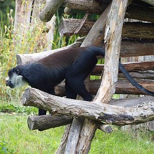 L'Hoëst's monkey (Allochrocebus lhoesti), 2022-06-12
