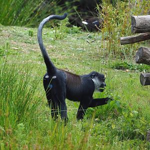 L'Hoëst's monkey (Allochrocebus lhoesti), 2022-06-12