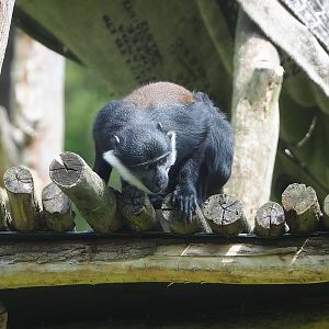 L'Hoëst's monkey (Allochrocebus lhoesti), 2022-06-12