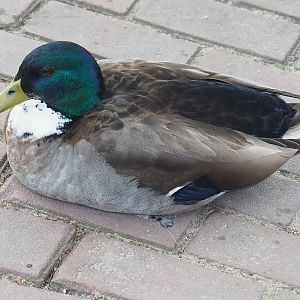 Wild Mallard with domestic duck blood (Anas platyrhynchos), 2022-06-12