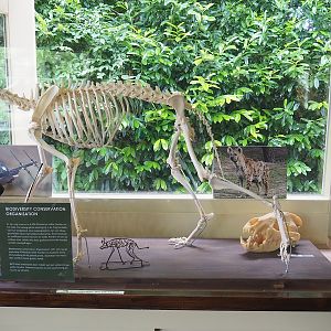 African wild dog skeleton and education and Spotted hyena skull, 2022-06-12
