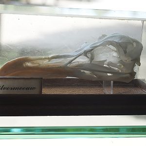 European herring gull skull, 2022-06-12