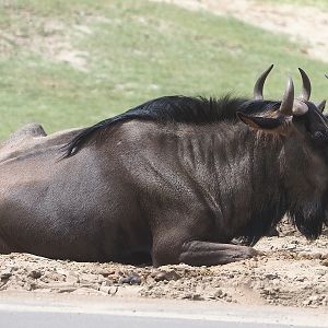 Blue wildebeest (Connochaetus taurinus taurinus), 2022-06-12