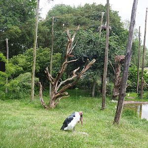 Wetland aviary, Since demolished for the expansion of the African elephant facility, 2022-06-12