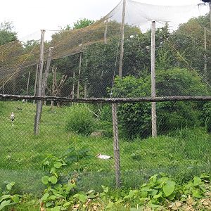 Wetland aviary, Since demolished for the expansion of the African elephant facility, 2022-06-12