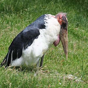 Marabou (Leptoptilos crumenifer), 2022-06-12
