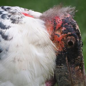 Marabou (Leptoptilos crumenifer), 2022-06-12