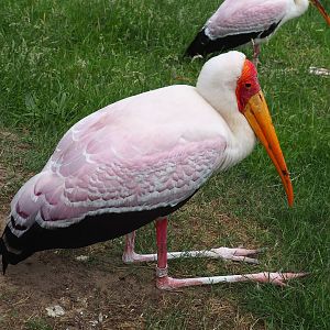 Yellow-billed stork (Mycteria ibis), 2022-06-12