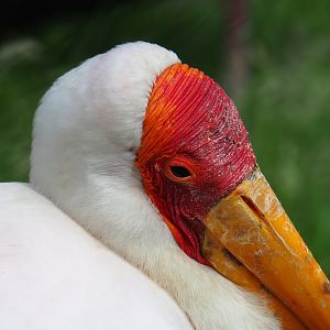 Yellow-billed stork (Mycteria ibis), 2022-06-12