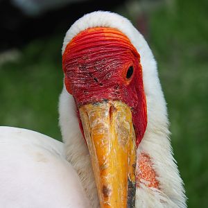 Yellow-billed stork (Mycteria ibis), 2022-06-12