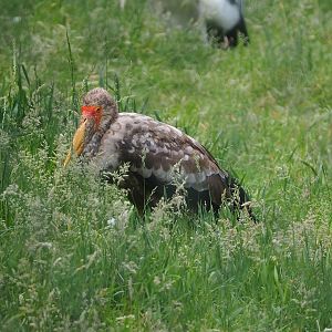 Juvenile Yellow-billed stork (Mycteria ibis), 2022-06-12
