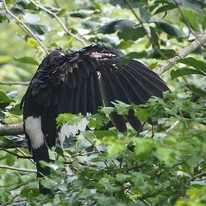 Trumpeter hornbill (Bycanistes bucinator), 2022-06-12