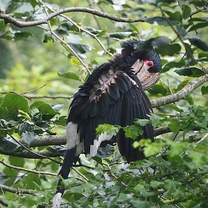 Trumpeter hornbill (Bycanistes bucinator), 2022-06-12