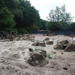 Red river hog and Banded mongoose exhibit, 2022-06-12