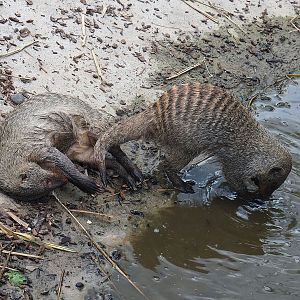 Banded mongooses (Mungos mungo), 2022-06-12