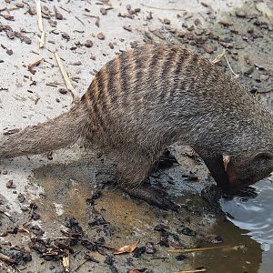 Banded mongoose (Mungos mungo), 2022-06-12