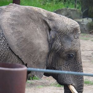 African bush elephant (Loxodonta africana), 2022-06-12