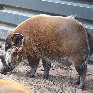 Red river hog (Potamochoerus porcus), 2022-06-12