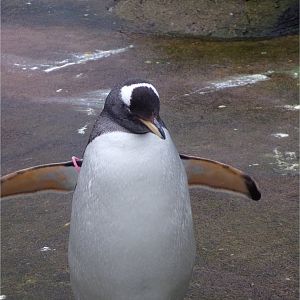 Gentoo penguin 14.1.23