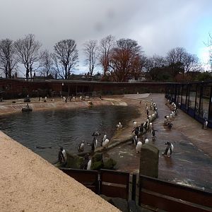 Penguin enclosure 14.1.23