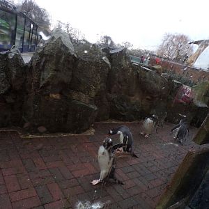 Escaped penguins? 14.1.23