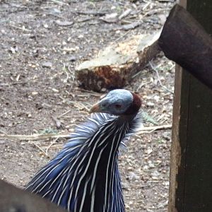 Vulturine gunieafowl 26.2.23