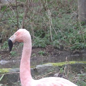 Chilean flamingo 26.2.23