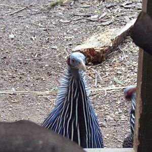 Vulturine gunieafowl 26.2.23